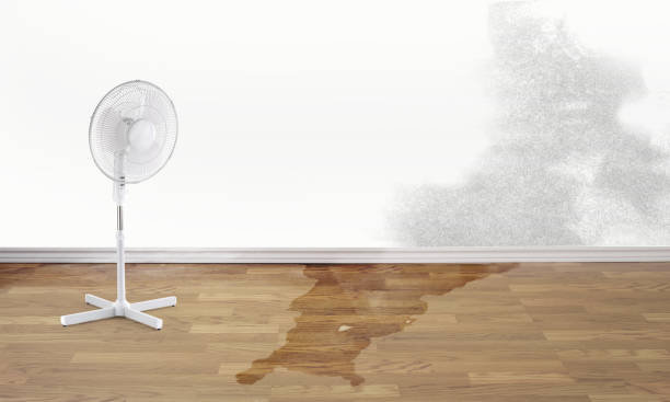 Best Flood restoration services  in South Lyon, MI